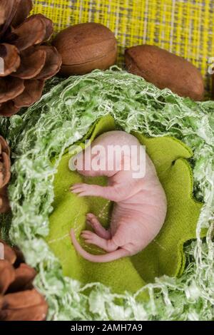 germ Rat baby without hair, newborn. on a bright green leaf of a tree. 2020 Chinese calendar. Asian New Year. vertical sheet orientation Stock Photo