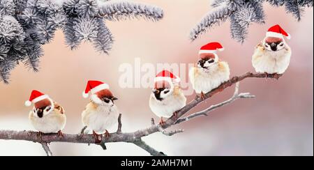 holiday card with five funny little birds sparrows in Santa's