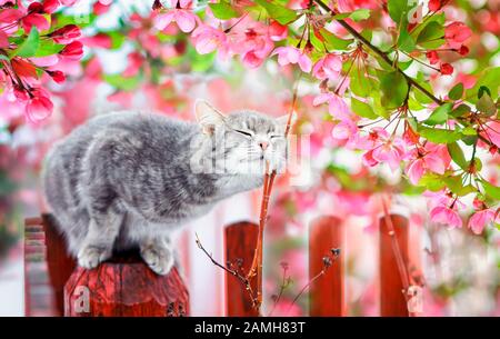 cute tabby cat sits on a fence in a flowering garden under a branch of fragrant pink Apple tree Stock Photo