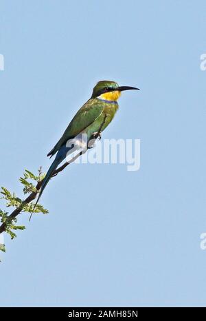 Swallow-tailed Bee-eater (Mereops hirundineus heuglini) adult perched on top of bush  Murchison Falls National Park, Uganda            November Stock Photo