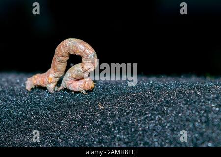 A caterpillar of the mottled umber, a moth of the family Geometridae. Stock Photo