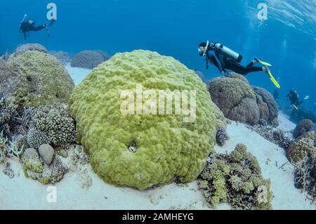 Divers exploring hard coral gardens, Agincourt Reefs, Port Douglas, Great Barrier Reef, Queensland, Australia, Coral Sea, South Pacific Ocean Stock Photo