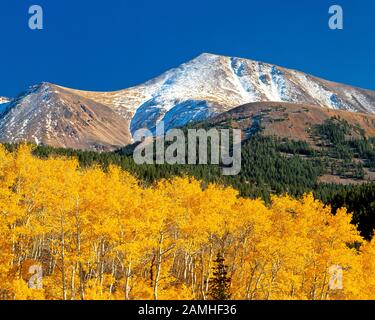 aspen in fall color below lima peaks near lima, montana Stock Photo