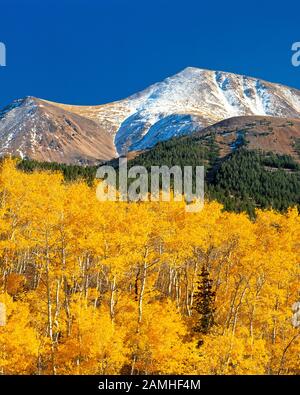 aspen in fall color below lima peaks near lima, montana Stock Photo