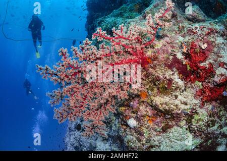 Divers exploring colourful coral pinnacle, Agincourt Reefs, Port Douglas, Great Barrier Reef, Queensland, Australia, Coral Sea, South Pacific Ocean Stock Photo