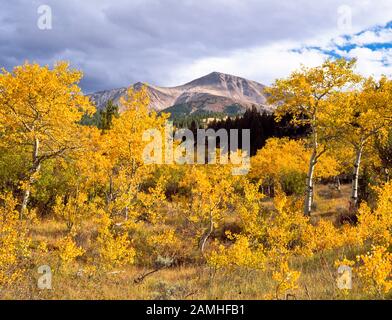 aspen in fall color below the lima peaks of the beaverhead range near lima, montana Stock Photo