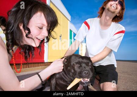Dog eating ice-cream cone with young couple Stock Photo