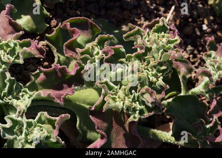 Kristall-Mittagsblume (Mesembryanthemum crystallinum), Puerto de Mogan, Gran Canaria, Kanaren, Spanien Stock Photo