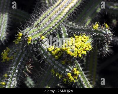 Euphorbia baioensis, Puerto de Mogan, Gran Canaria, Kanaren, Spanien Stock Photo