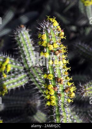 Euphorbia baioensis, Puerto de Mogan, Gran Canaria, Kanaren, Spanien Stock Photo