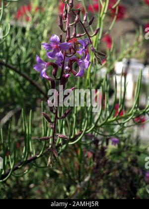 Kanarenkrummblüte (Campylanthus salsoloides), Puerto de Mogan, Gran Canaria, Spanien Stock Photo