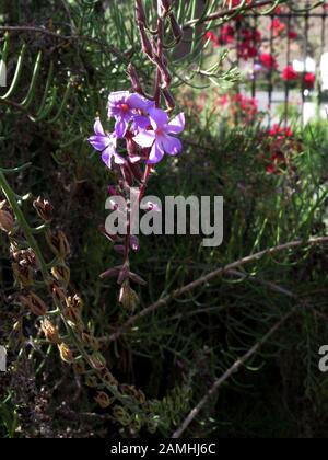 Kanarenkrummblüte (Campylanthus salsoloides), Puerto de Mogan, Gran Canaria, Spanien Stock Photo