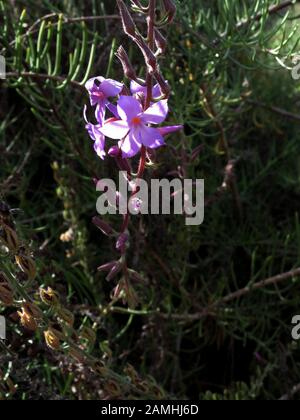 Kanarenkrummblüte (Campylanthus salsoloides), Puerto de Mogan, Gran Canaria, Spanien Stock Photo