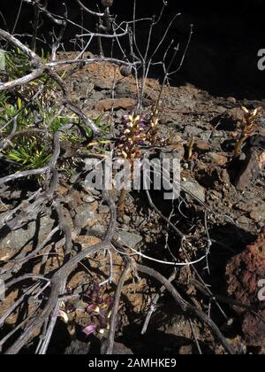 Sommerwurz (Orobanche spez) auf der Lomo de Tabaibales, Mogan, Gran Canaria, Spanien Stock Photo
