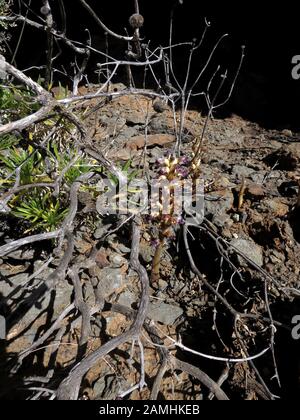 Sommerwurz (Orobanche spez) auf der Lomo de Tabaibales, Mogan, Gran Canaria, Spanien Stock Photo