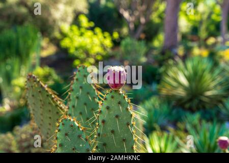 Prickly Pear Cactus with fruit, growing in beautiful Mediterranean garden in soft sunlight Stock Photo