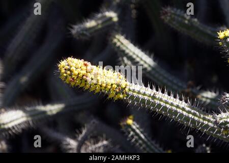 Euphorbia baioensis, Puerto de Mogan, Gran Canaria, Spanien Stock Photo