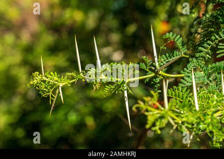 Close up of large spines on Robinia pseudoacacia or Black Locust Tree in garden with bokeh background Stock Photo