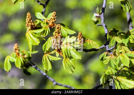 Horse chestnut leaves budding Stock Photo