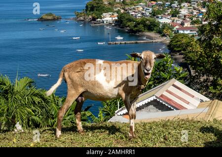Goat standing on hillside overlooking Barrouallie, St. Vincent, Saint Vincent and the Grenadines,  Windward Islands, Caribbean, West Indies Stock Photo