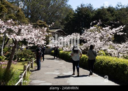 Visitors  and flowering cherry trees in Japanese Tea Garden, Golden Gate Park, San Francisco, California USA Stock Photo