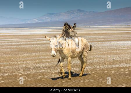 Closeup of two wild donkeys or burros near Ballaret in Inyo County in  Southern California desert USA Stock Photo - Alamy