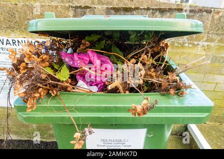 A green wheelie bin overflowing with garden waste. The lid does not close. Stock Photo