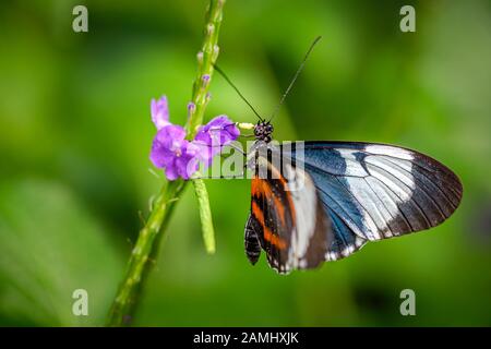 Heliconius cydno or the cydno longwing butterfly Stock Photo