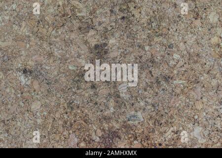 Light wood and sawdust texture. Copy space background Stock Photo