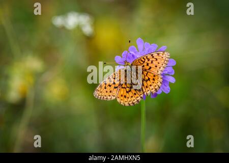 Lesser Marbled Fritillar butterfly or Brenthis ino on a purple flower Stock Photo