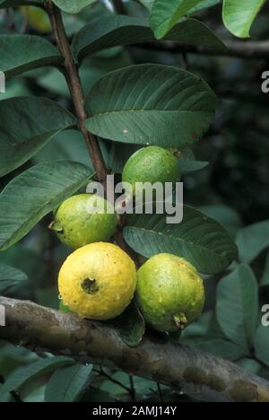 Guava fruit on tree (Psidium guajava); Myrtaceae)  Hawaii. Stock Photo