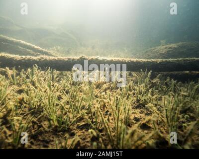 Underwater view of sunken tree on lake quillwort plants Stock Photo