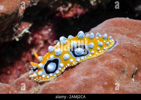 ocellate nudibranch, Phyllidia ocellata, Sekotong, Lombok, Indonesia, Bali Sea, Indian Ocean Stock Photo