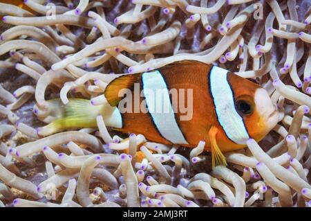 Clark's anemonefish, Amphiprion clarkii, Komodo National Park, Indonesia, Flores Sea, Indian Ocean Stock Photo