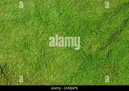 Bright green texture with a pattern. Background with copy space Stock Photo