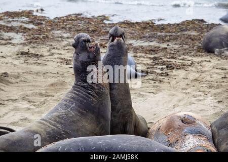 Male Elephant Seals fighting on a beach in San Simeon, California, USA Stock Photo