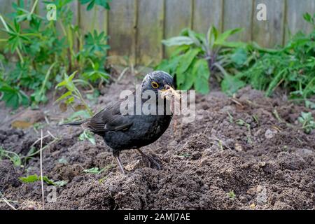 Common Blackbird(Turdus merula) gathering earth worms for young in a Norfolk garden. Stock Photo