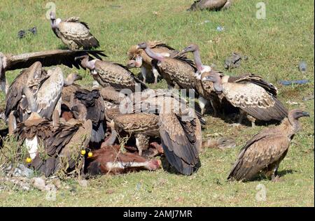 Vultures along the Jimma road in Ethiopia. Stock Photo