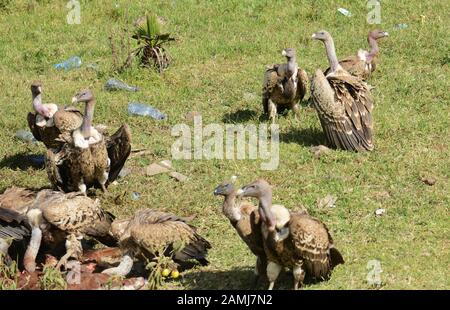 Vultures along the Jimma road in Ethiopia. Stock Photo