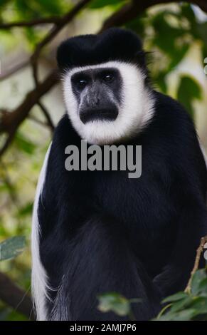 Colobus monkey in the forest in Ethiopia. Stock Photo