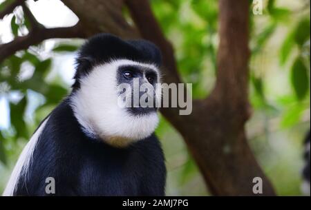Colobus monkey in the forest in Ethiopia. Stock Photo