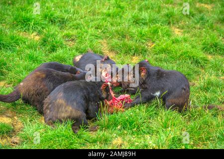 Group of Tasmanian Devils, Sarcophilus harrisii, tear down a carcass of dead animal with ferocity and aggravation in nature. Marsupials Wildlife of Stock Photo