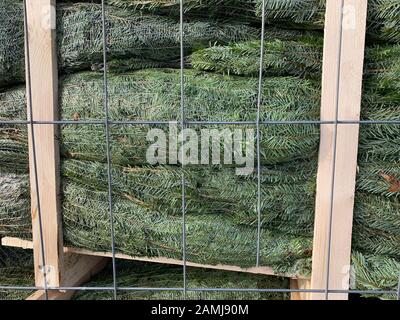 Multiple fir trees for sale protected by steel and wooden fence Stock Photo