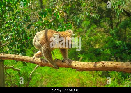 A male of koala walking on a branch of eucalyptus in the middle of the forest at Phillip Island, Victoria, Australia. Stock Photo