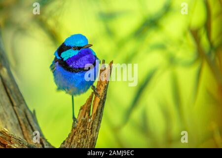 One variegated fairy wren, Malurus lamberti, lives in Australia, on a tree with blurred nature background. Desert Park at Alice Springs, MacDonnell