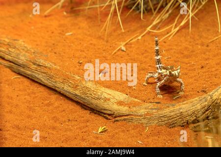 Front view of Thorny devil, Moloch horridus, on red sand in Desert Park at Alice Springs, Northern Territory, Central Australia. Insectivorous, they Stock Photo