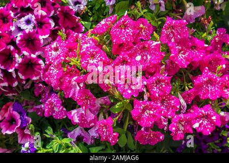 Abstract background of colorful petunia flowers. Image Stock Photo