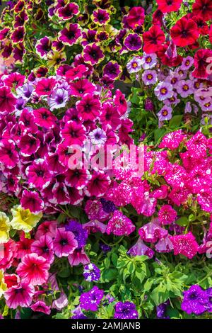 Abstract background of colorful petunia flowers. Image Stock Photo