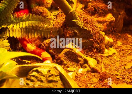 False coral hidden between the malesa Stock Photo