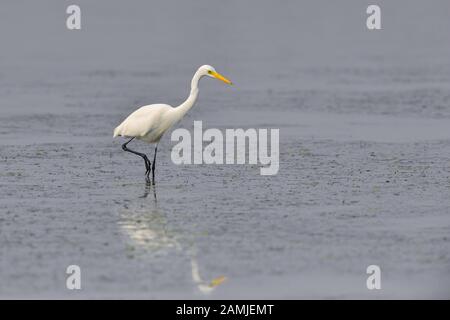 The intermediate egret, median egret, smaller egret, or yellow-billed egret (Ardea intermedia) is a medium-sized heron. Stock Photo